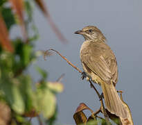 Streak-eared Bulbul