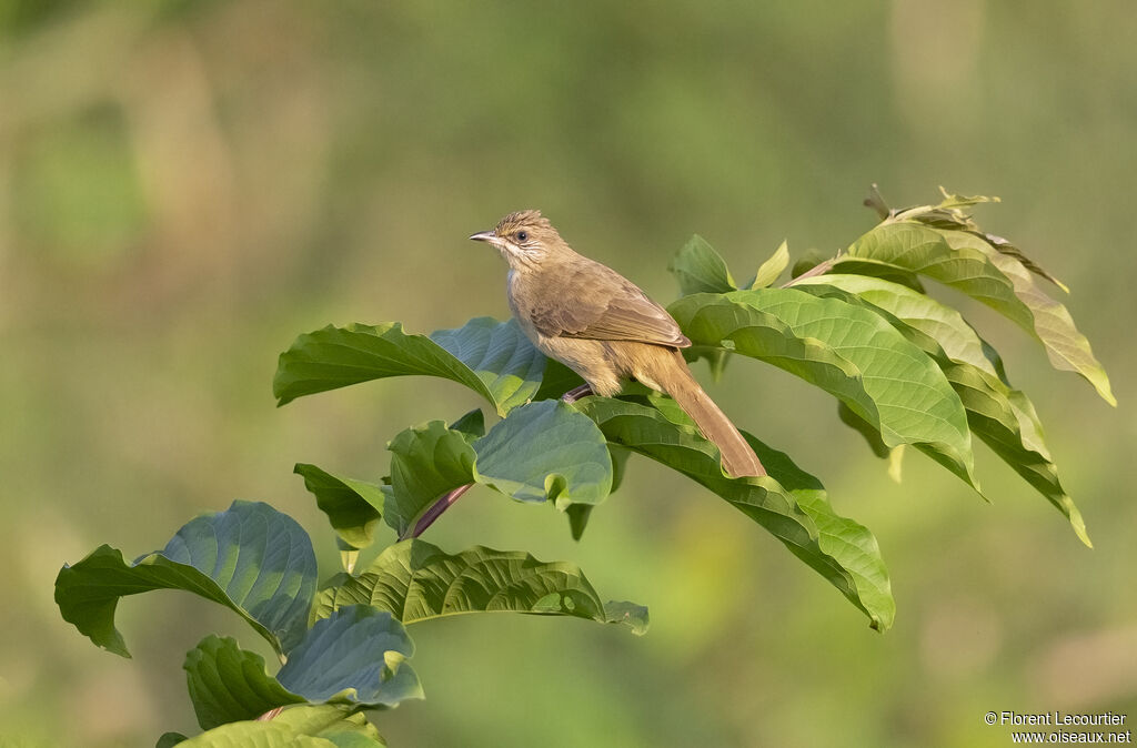 Streak-eared Bulbul