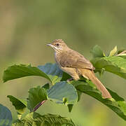 Streak-eared Bulbul