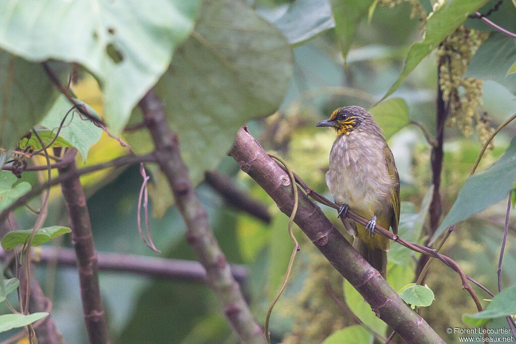 Stripe-throated Bulbul