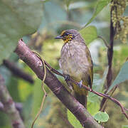 Stripe-throated Bulbul