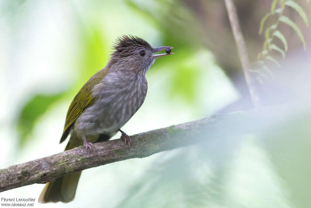 Bulbul de McClelland, régime