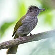 Bulbul de McClelland