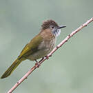 Bulbul de McClelland
