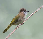 Bulbul de McClelland