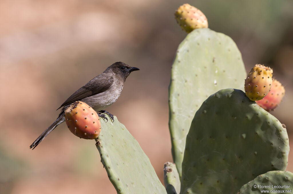 Common Bulbul