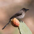 Bulbul des jardins