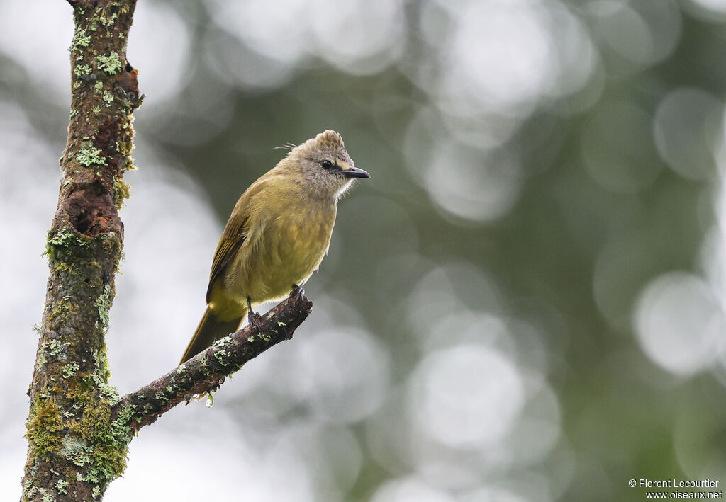 Bulbul flavescent