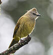 Bulbul flavescent