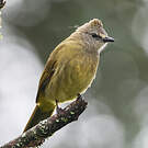 Bulbul flavescent