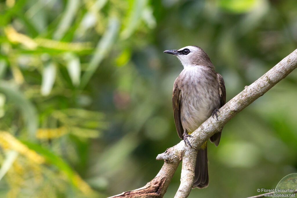 Yellow-vented Bulbuladult