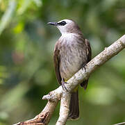 Yellow-vented Bulbul