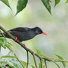 Bulbul noir