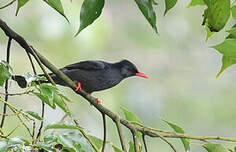 Bulbul noir