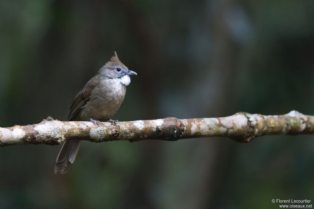 Ochraceous Bulbul