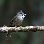 Ochraceous Bulbul