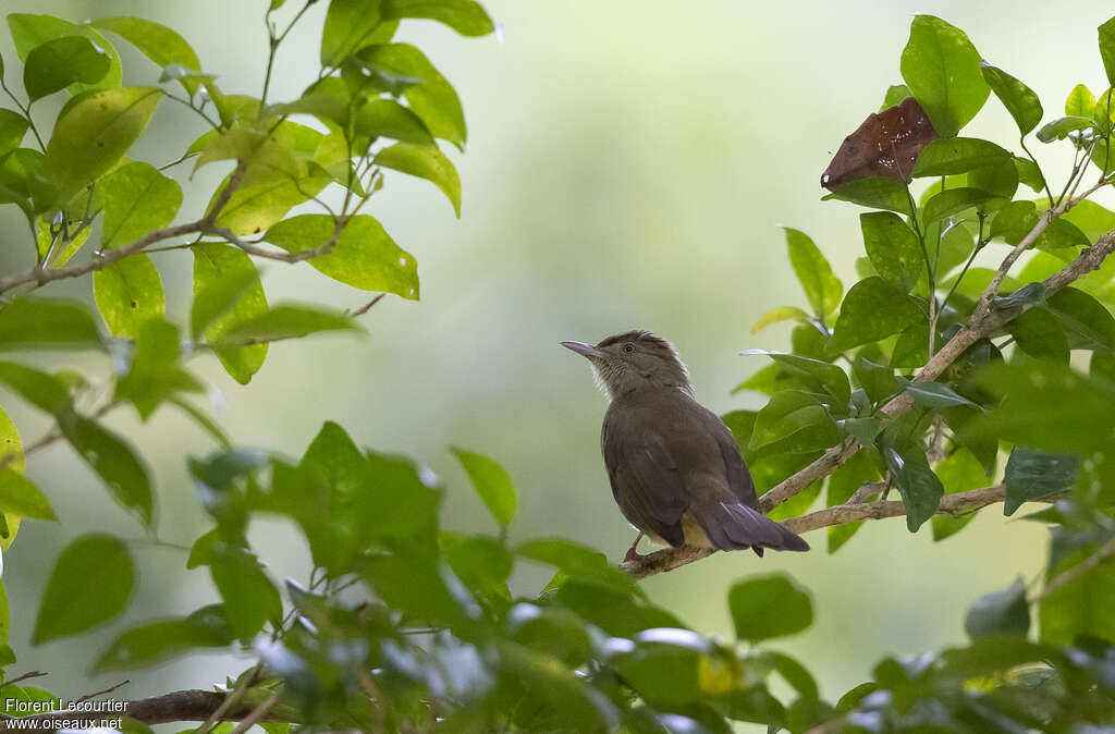 Olive Bulbul