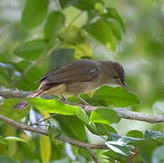 Olive Bulbul