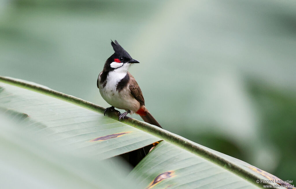Red-whiskered Bulbul