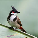 Bulbul orphée