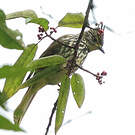 Bulbul strié