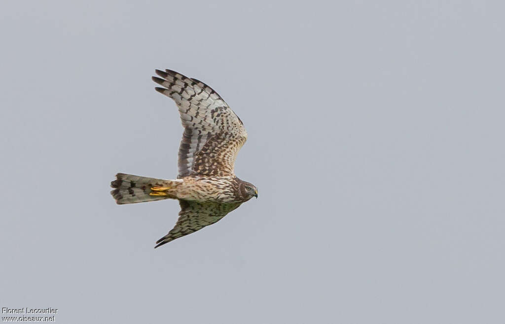 Northern Harrier female adult, identification