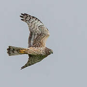 Northern Harrier