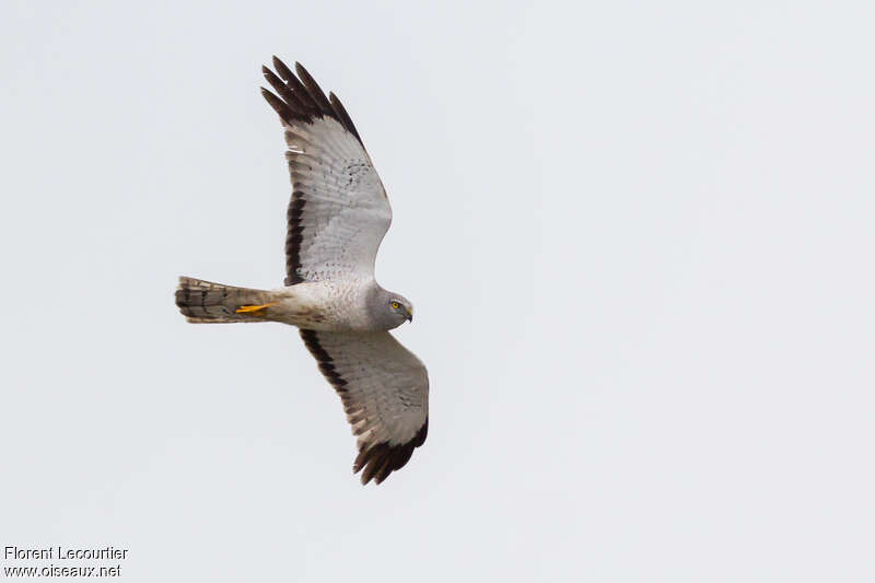 Northern Harrier male adult, identification