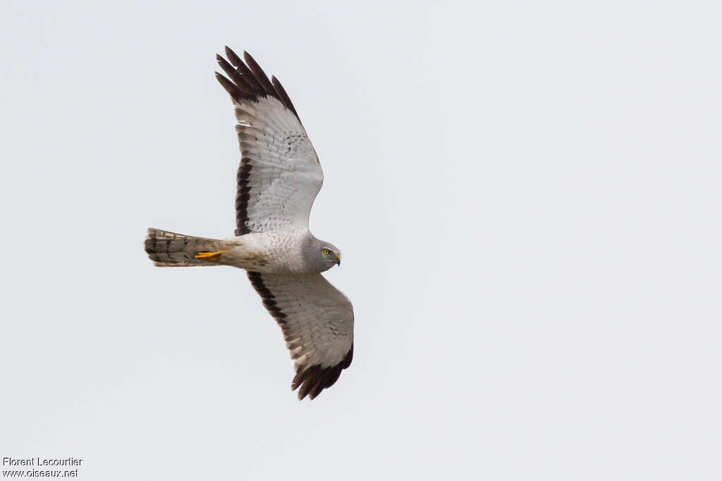 Northern Harrier male adult, identification