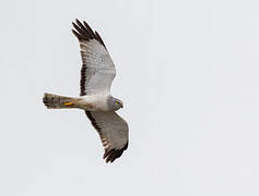 Northern Harrier