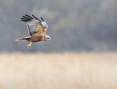 Western Marsh Harrier