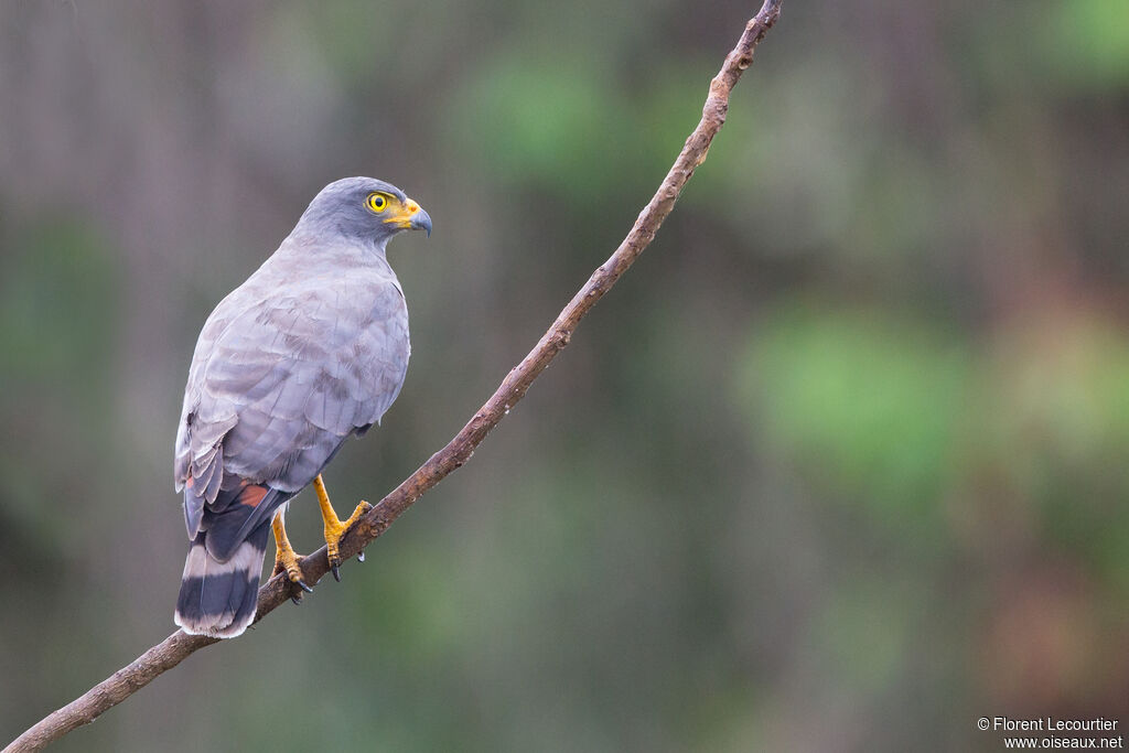 Roadside Hawk