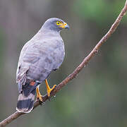 Roadside Hawk