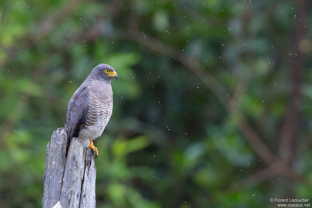 Roadside Hawk