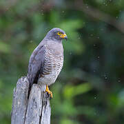 Roadside Hawk