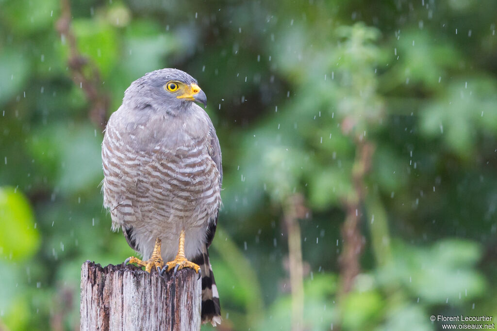 Roadside Hawk