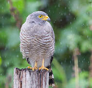 Roadside Hawk