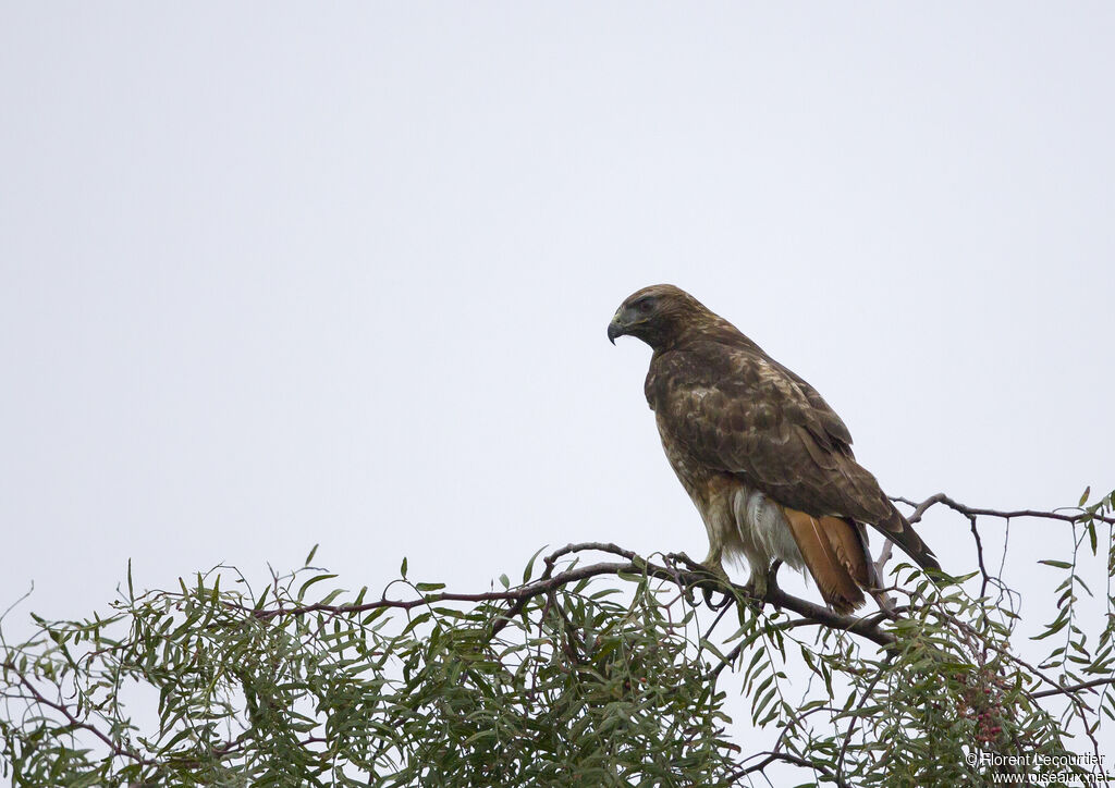 Red-tailed Hawk