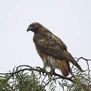 Red-tailed Hawk