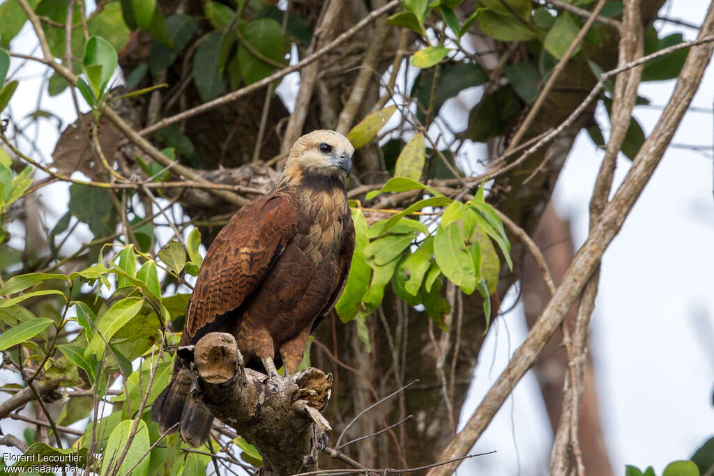 Black-collared Hawkjuvenile, identification