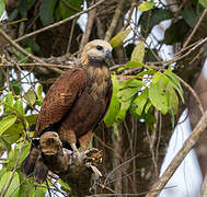 Black-collared Hawk