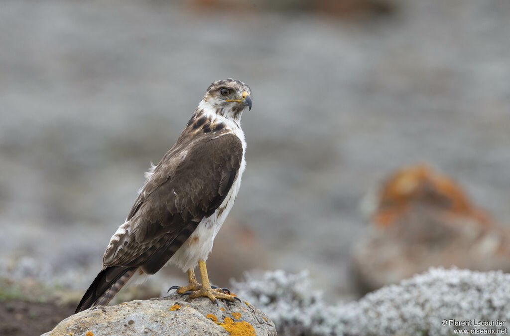 Augur Buzzard