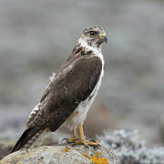 Augur Buzzard