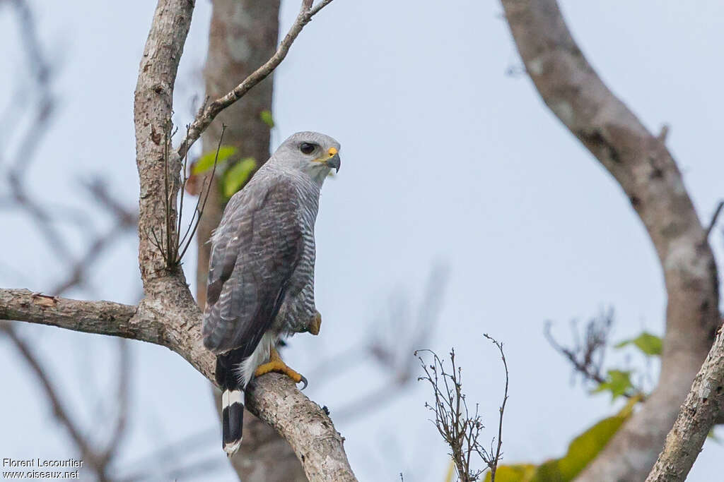 Grey-lined Hawkadult, identification