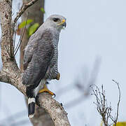 Grey-lined Hawk