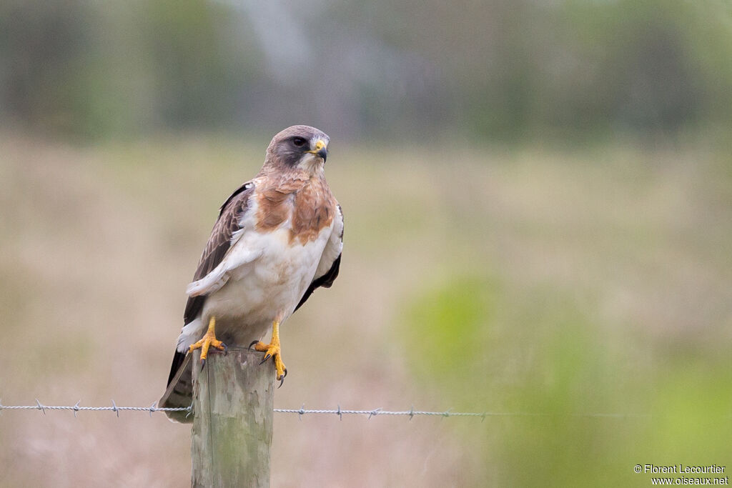 Swainson's Hawk