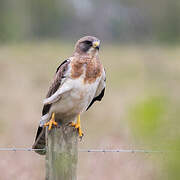 Swainson's Hawk