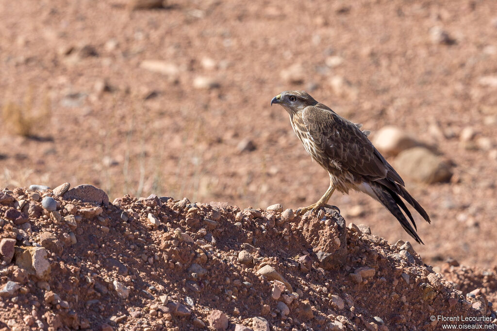 Long-legged Buzzard