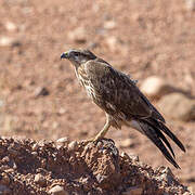 Long-legged Buzzard