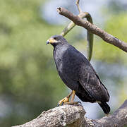 Common Black Hawk